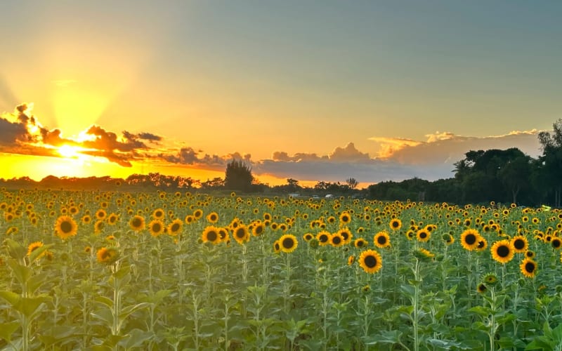 The Berry Farms, from its own website
