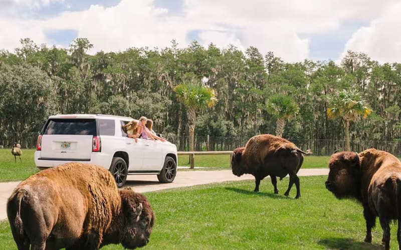 Wild Florida Adventure Park, from its own website