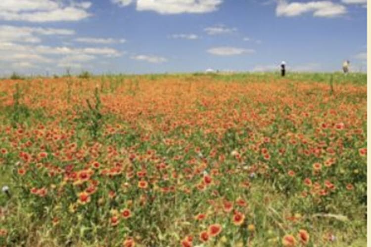The Flower Mound, from its own website