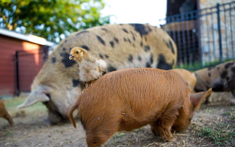 Best Place Farms, from its own website