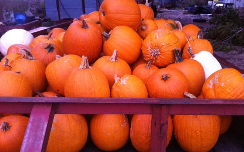 Braune Farms, from its own website
