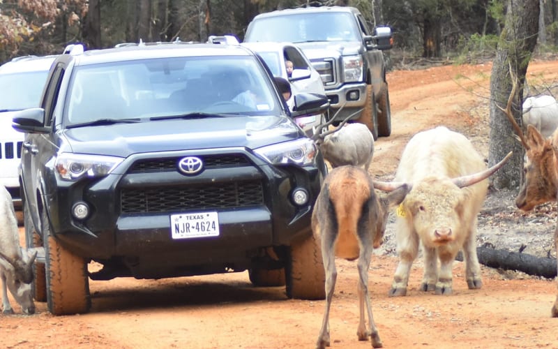 Rocky Ridge Drive-Thru Safari, from its own website