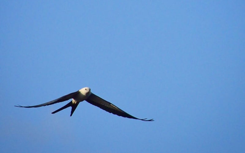 St Johns River Eco Tours, from its own website