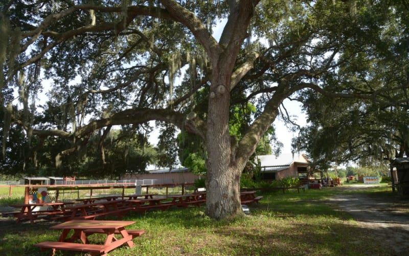 Fruitville Grove, from its own website
