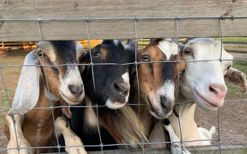St Lucie County Fair, from its own website