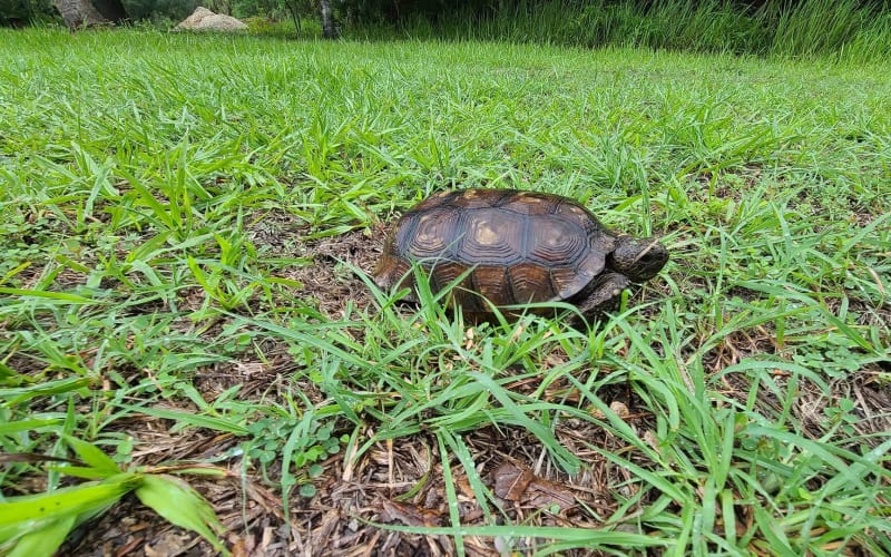 Charlotte Harbor Environmental Center, from its own website