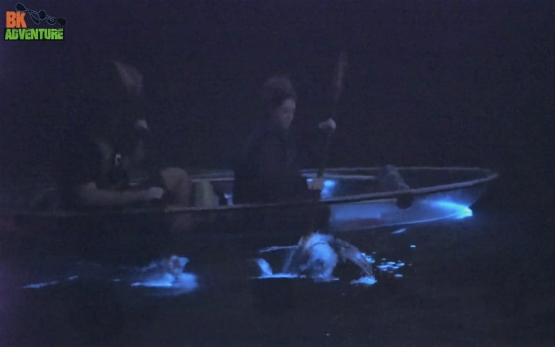 BK Adventure Florida - Bioluminescence Tours, from its own website
