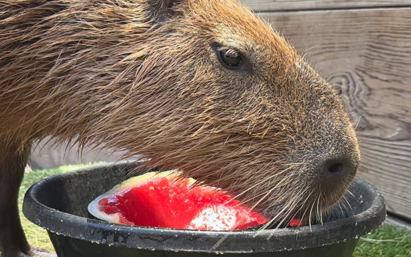 North Florida Wildlife Center, from its own website