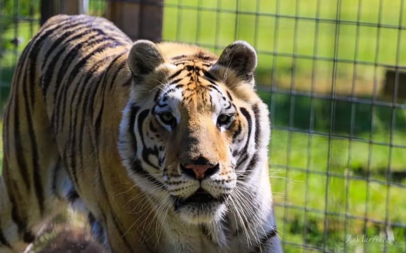 Carson Springs Wildlife Foundation, from its own website