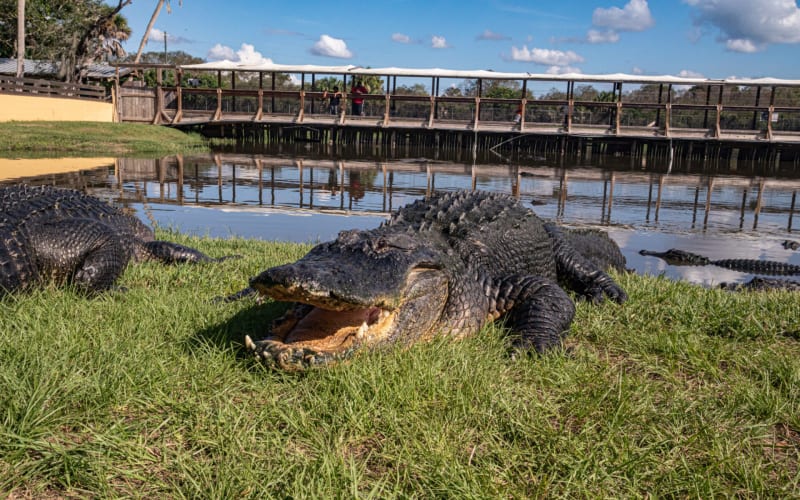 Gatorama, from its own website
