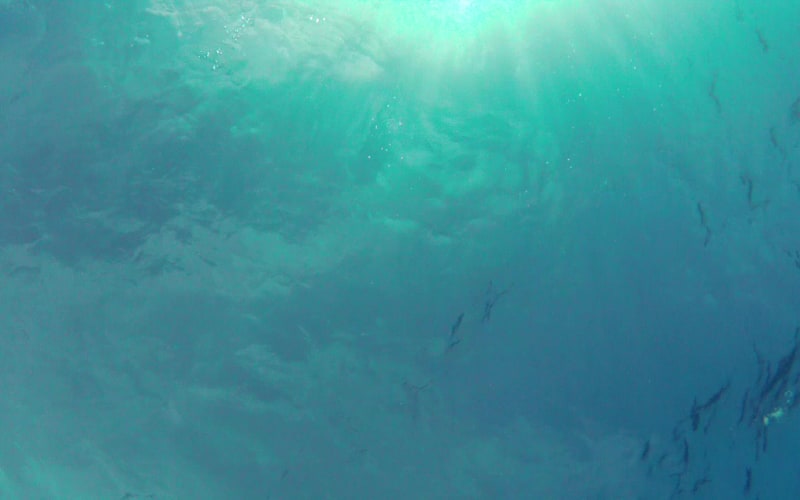Islander Girl Snorkel & Tours, from its own website