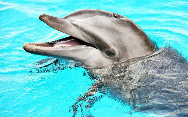 Anna Maria Island Adventures Boat Tours, from its own website