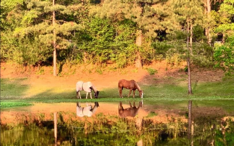 Run A Muck Ranch Florida, from its own website