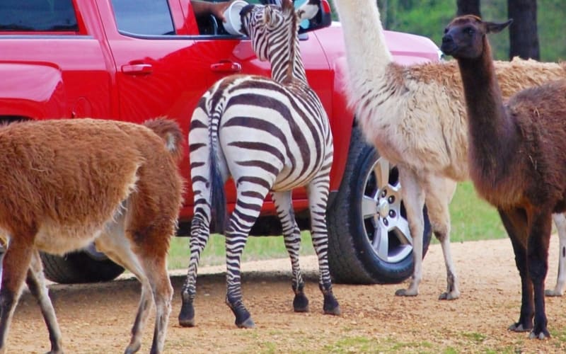 Atlanta Safari Park, from its own website