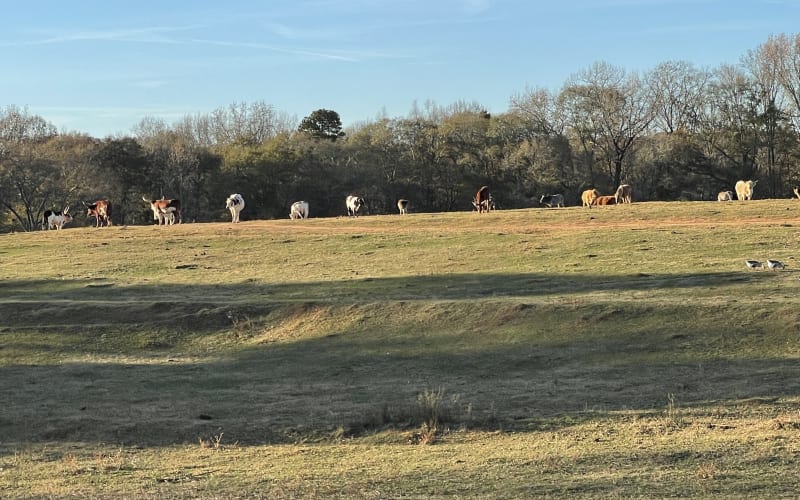Lake Hartwell Wildlife Safari Park, from its own website