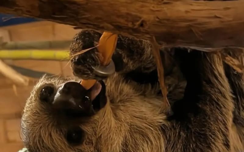 Hope Ranch Zoo, from its own website