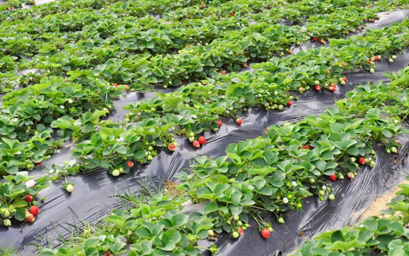 Parish Family Farm, from its own website
