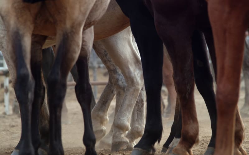 Ruxton's Ranch Rides, from its own website