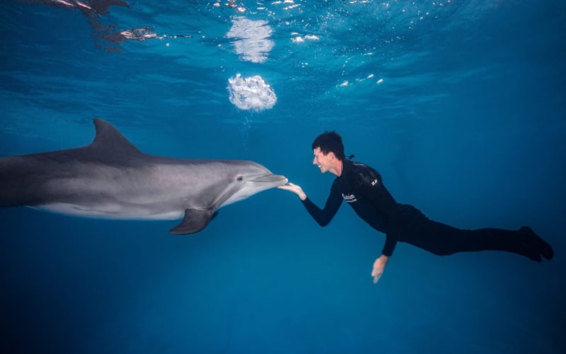 Gulfarium Marine Adventure Park, from its own website