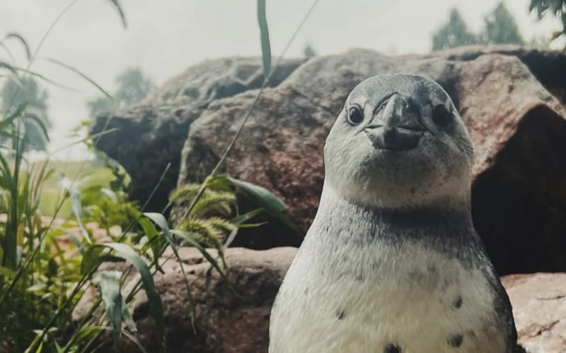 Lehigh Valley Zoo, from its own website