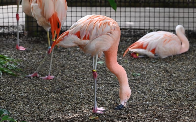 Living Treasures "Wild" Animal Park, from its own website