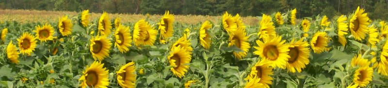 Sperdute Farms, from its own website