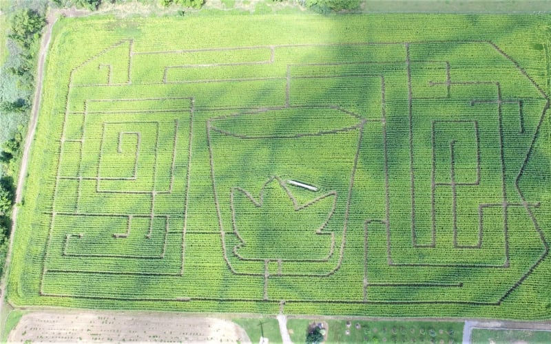 Wooden Nickel Buffalo Farm & Corn Maze, from its own website