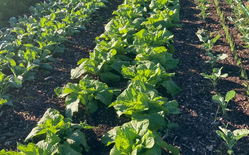 Snipes Farm and Education Center, from its own website