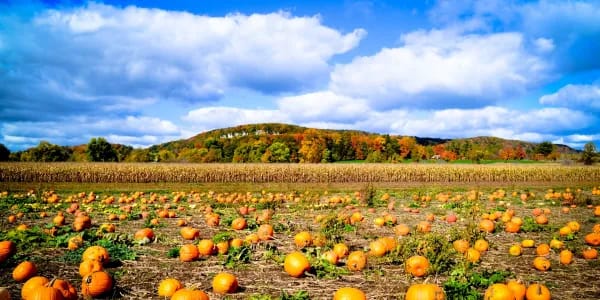 Maple Lane Farm, from its own website