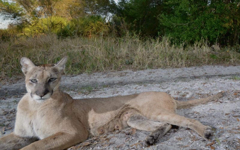 Tiger World, from its own website