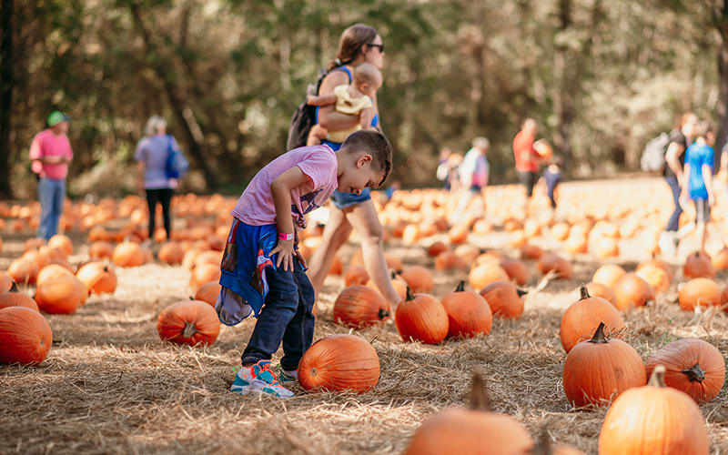 Naylor Family Farm & Corn Maze, from its own website