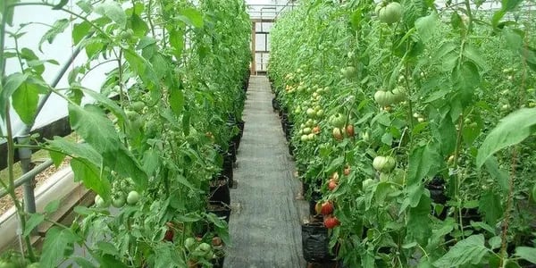 Zane's Clodbuster Farms, from its own website