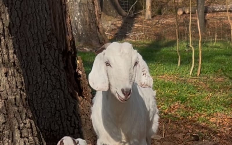 Creekside Family Farm UC, from its own website