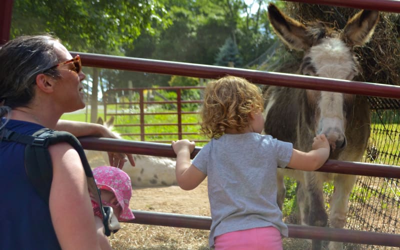 Apple Hill Farm: Tickets Required, from its own website