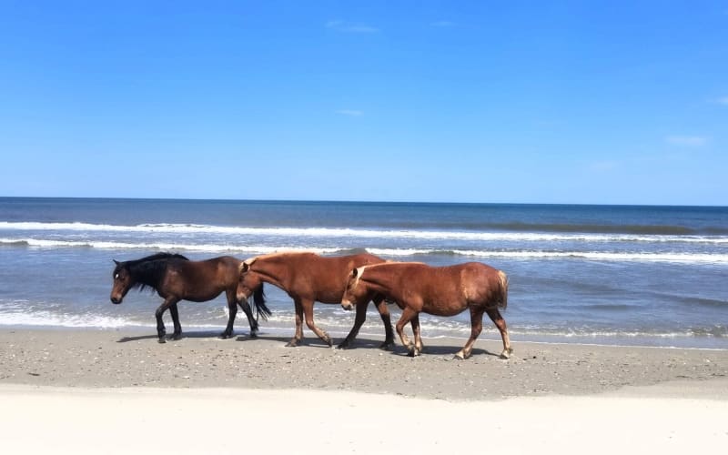 Back Country Safari Horse Tours, from its own website