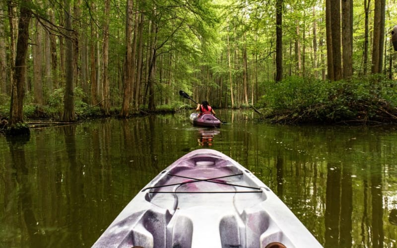 Okefenokee Swamp Park, from its own website