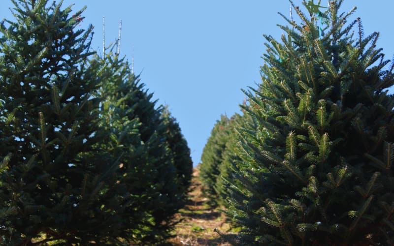Appalachian Christmas Mountain Farms, from its own website