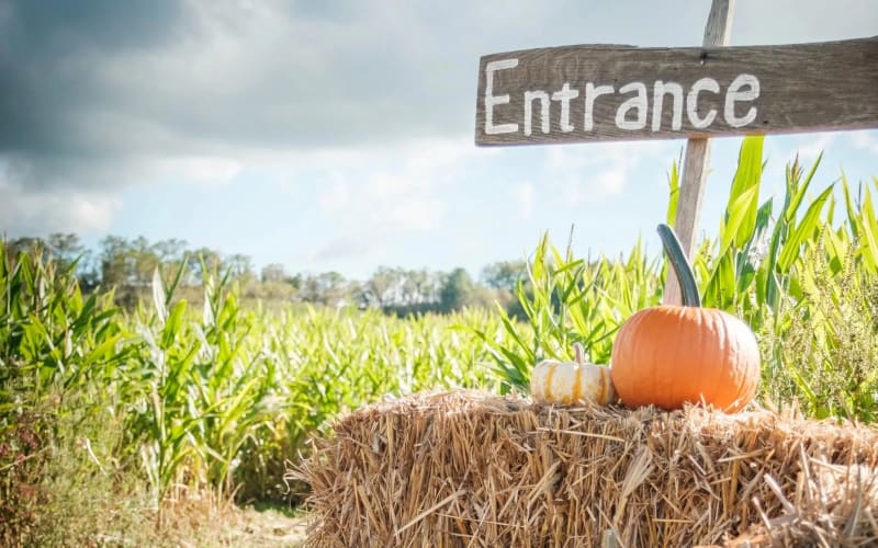 Ashe County Corn Maze and Pumpkin Festival, from its own website
