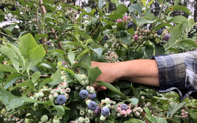 Wendell Blueberry Farm, from its own website