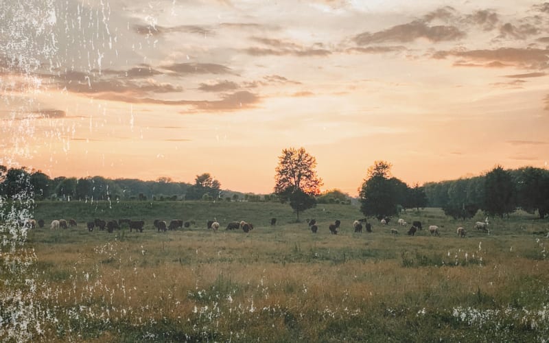 Granite Ridge Farms, from its own website