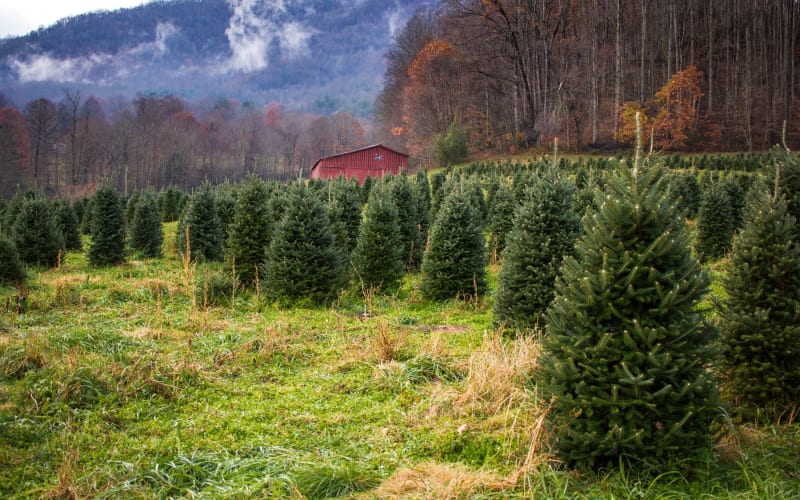 Mehaffey Tree Farm, from its own website