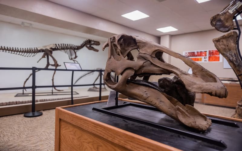 Dinosaur Science Museum and Research Center, from its own website