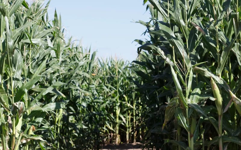 Circle S Corn Maze & Pumpkin Patch, from its own website