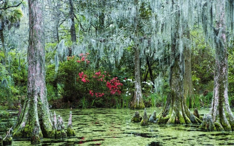 Caddo Lake / Cypress Touring, from its own website