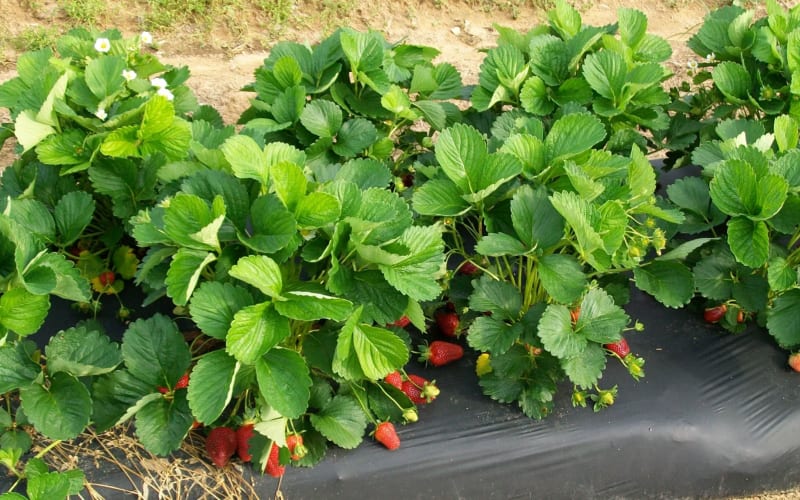 Waller Family Farm, from its own website