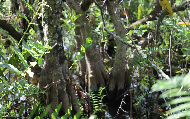 Captain Willy Everglades Tours, from its own website
