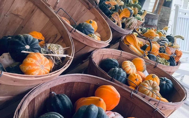 Kleathers Pumpkin Patch, from its own website