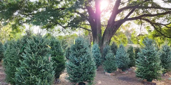 Blue Acres Christmas Tree Farm, from its own website