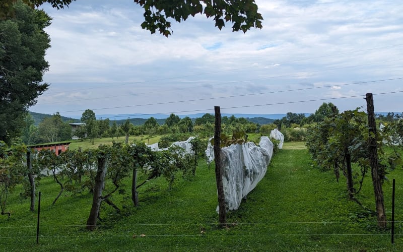 Wheeler's Orchard, from its own website