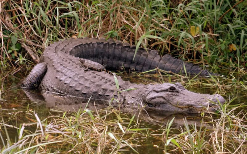 Everglades Day Safari: Sanibel Pickup, from its own website